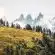 green trees on mountain under white sky during daytime