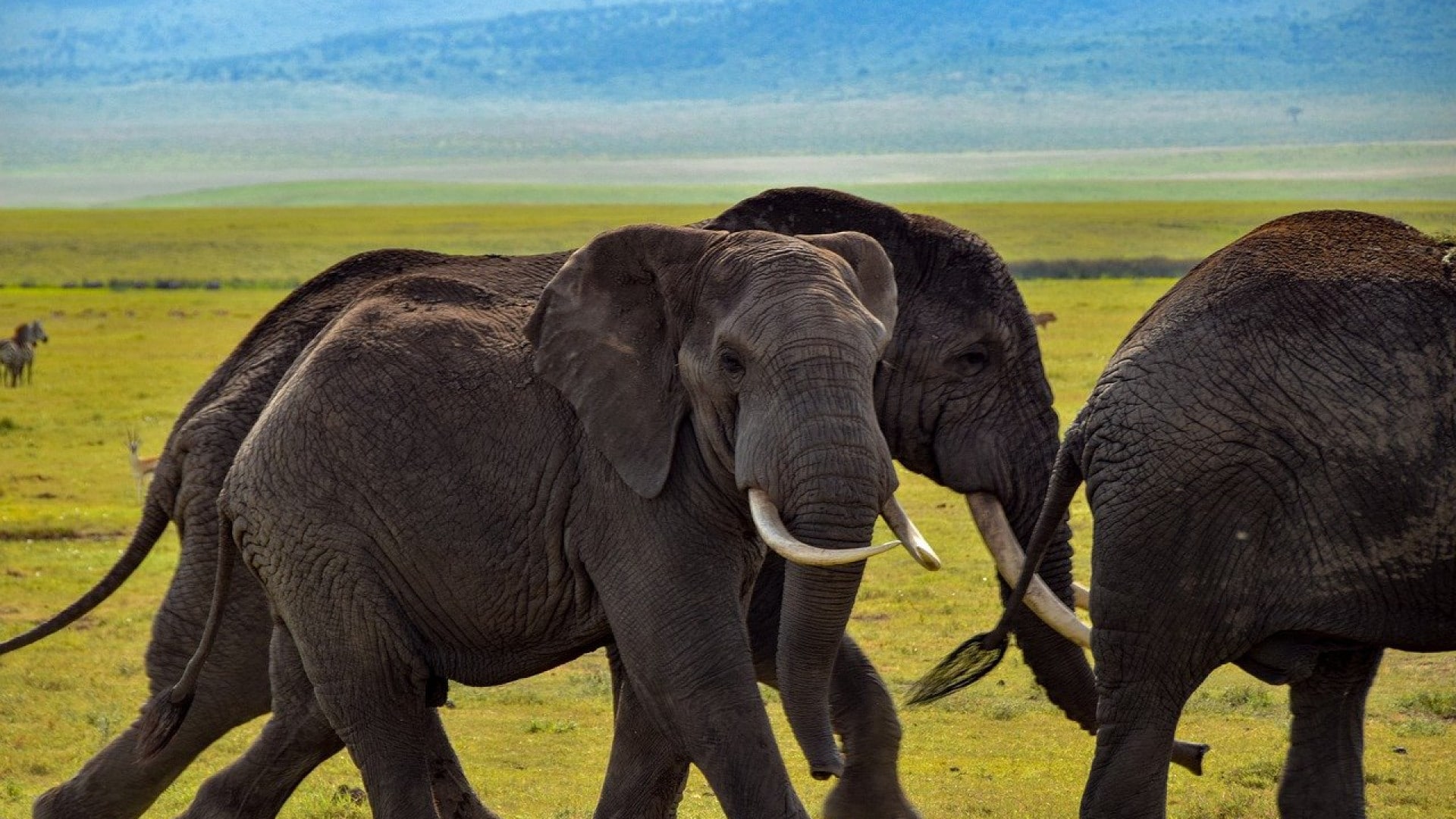 Ce qu’il faut savoir sur le parc Tarangire à Tanzanie