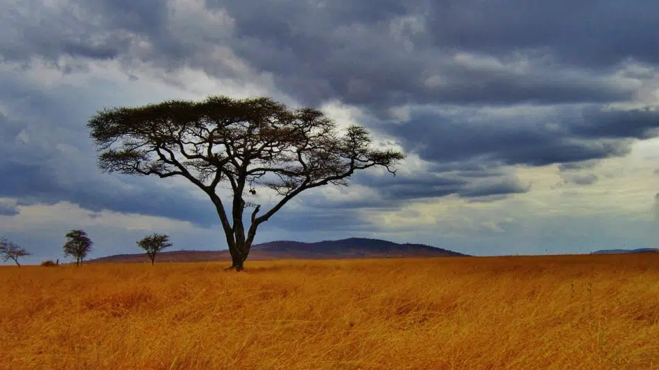 Obtenir rapidement un e-visa pour la Tanzanie !