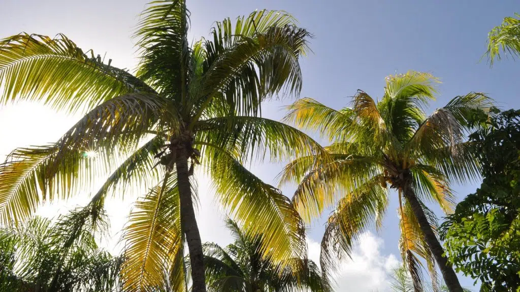 Séjourner sur l’île de Marie Galante en Guadeloupe : une expérience à vivre