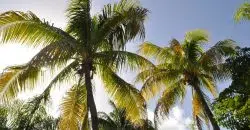 Séjourner sur l’île de Marie Galante en Guadeloupe : une expérience à vivre