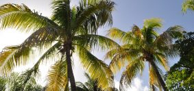 Séjourner sur l’île de Marie Galante en Guadeloupe : une expérience à vivre