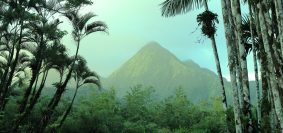 green palm trees near mountain during daytime