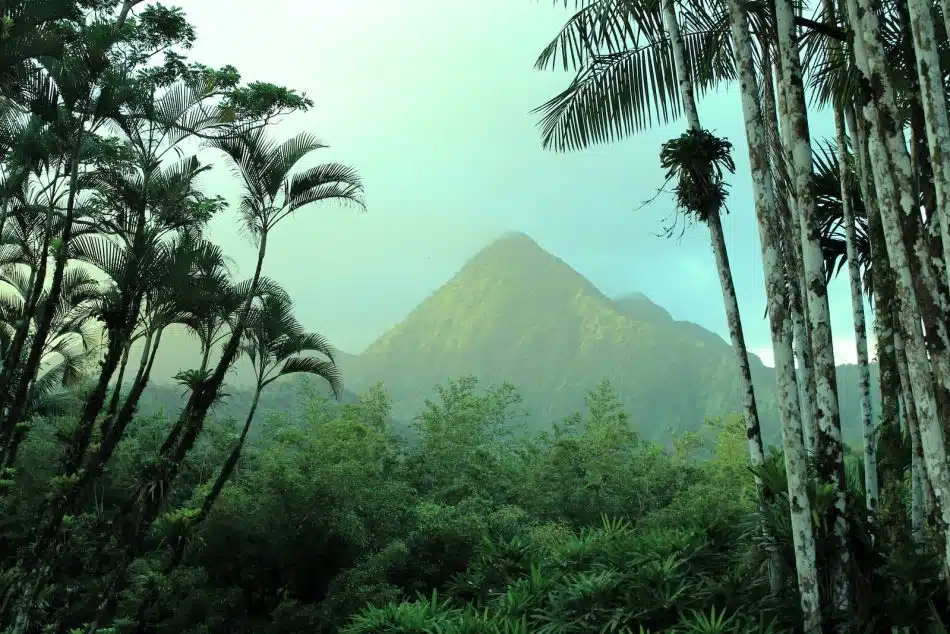 green palm trees near mountain during daytime